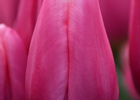 Tulipa Milkshake ® (4)